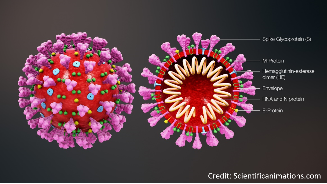 7 faktów na temat wirusów